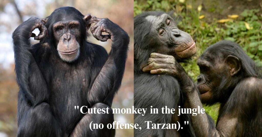 Cute funny monkey captions for instagram