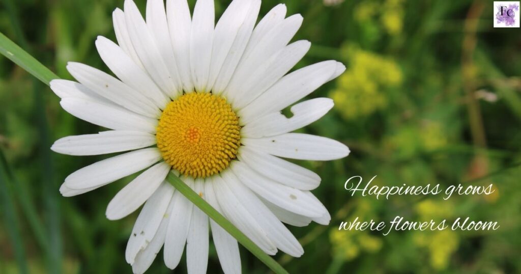 Happy Flower Captions for Bright Moments