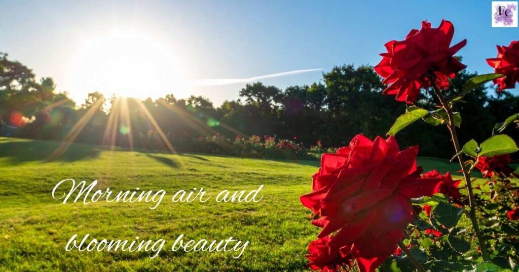 Morning Flower Captions