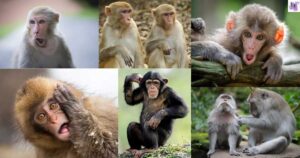 Monkey Captions